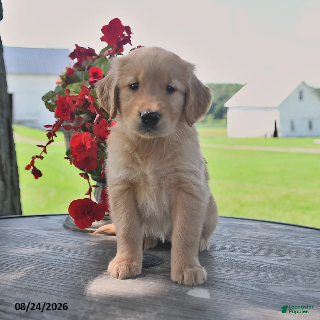 Golden Retriever dogs for sale: Tilly - Ad 1