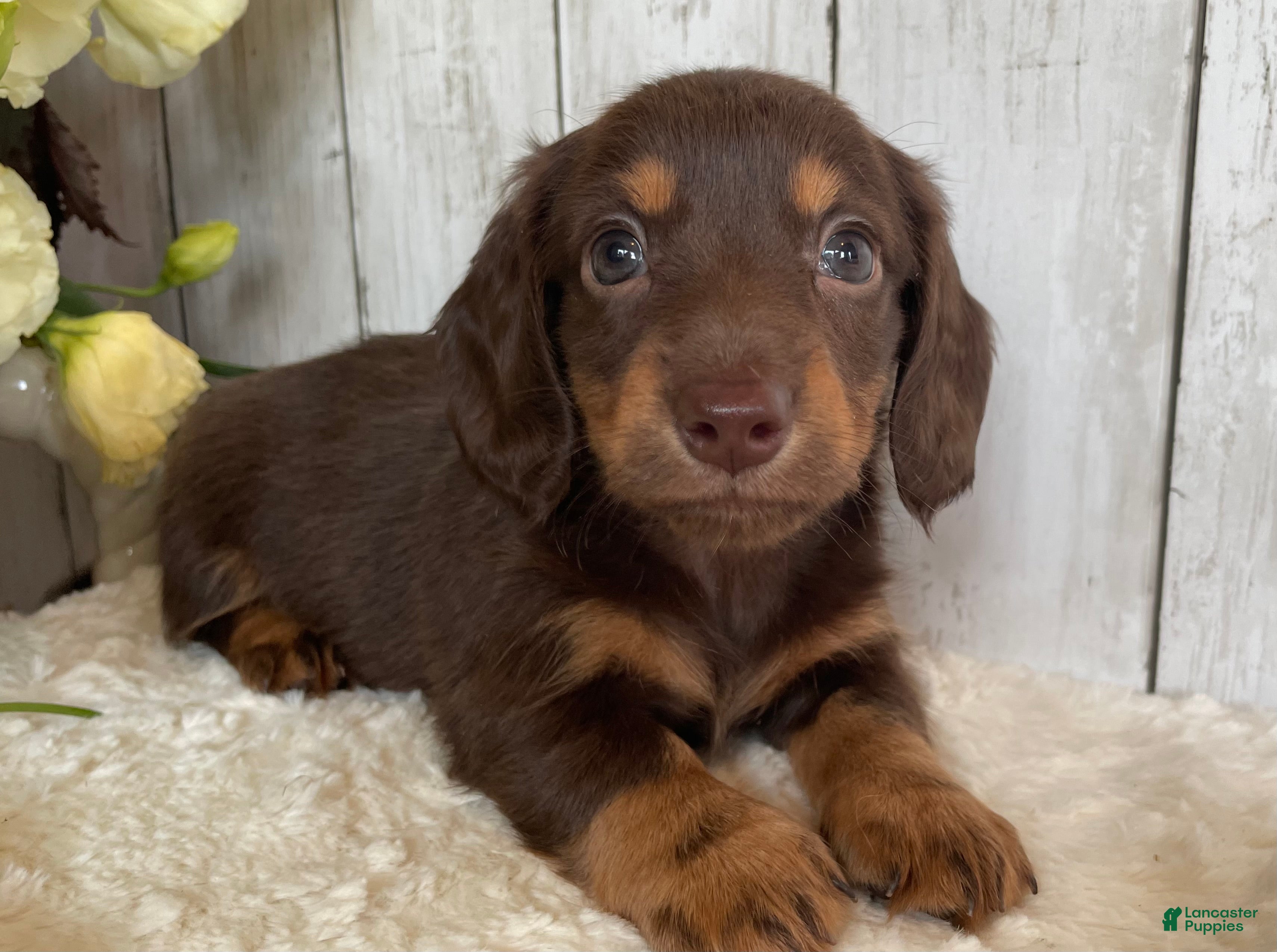 Miniature Dachshund dogs Connie - Ad 1