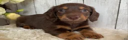 Miniature Dachshund dogs for sale: Connie - Ad 1