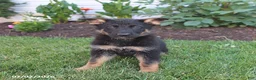 German Shepherd dogs for sale: Skye - Ad 2