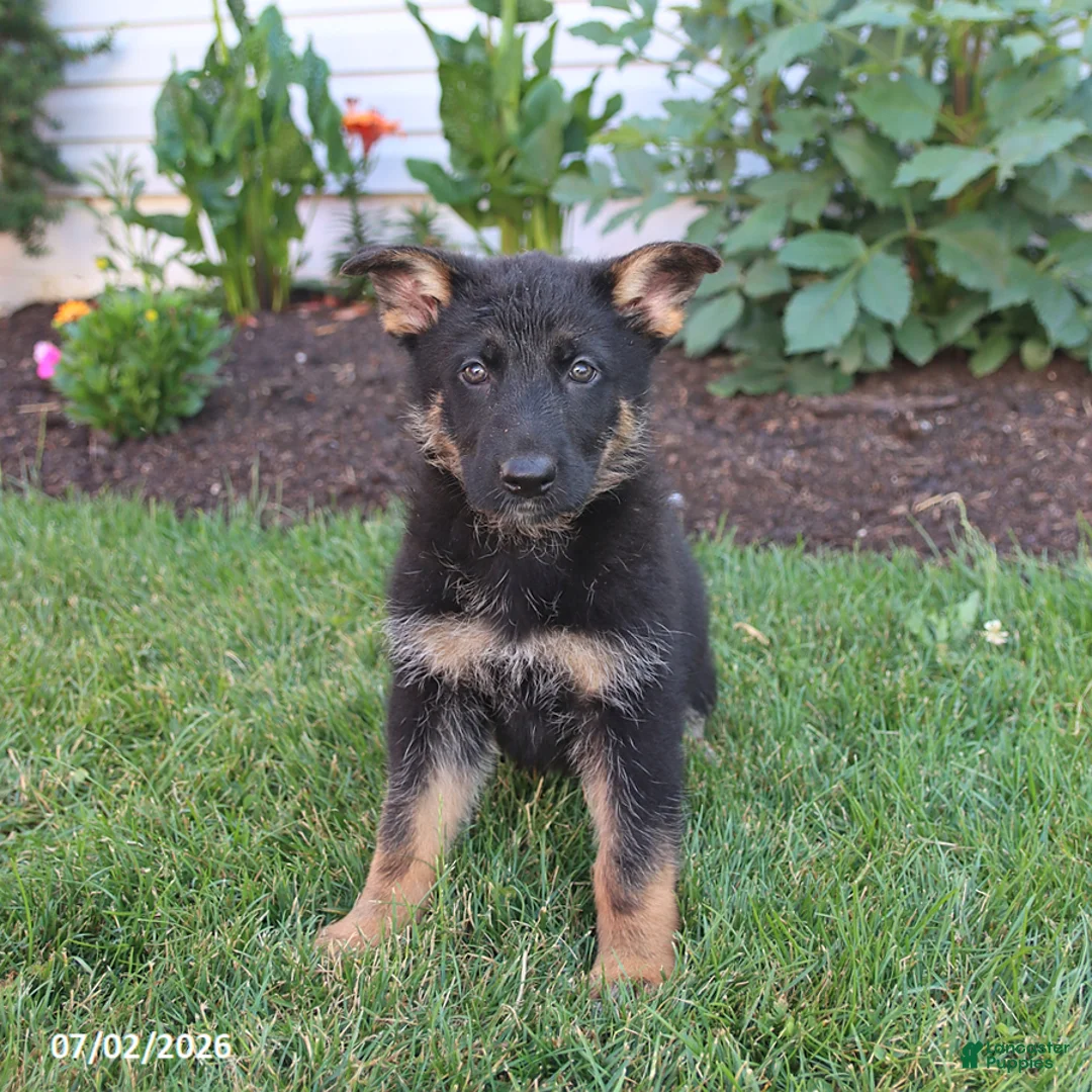 German Shepherd dogs for sale: Skye - Ad 2