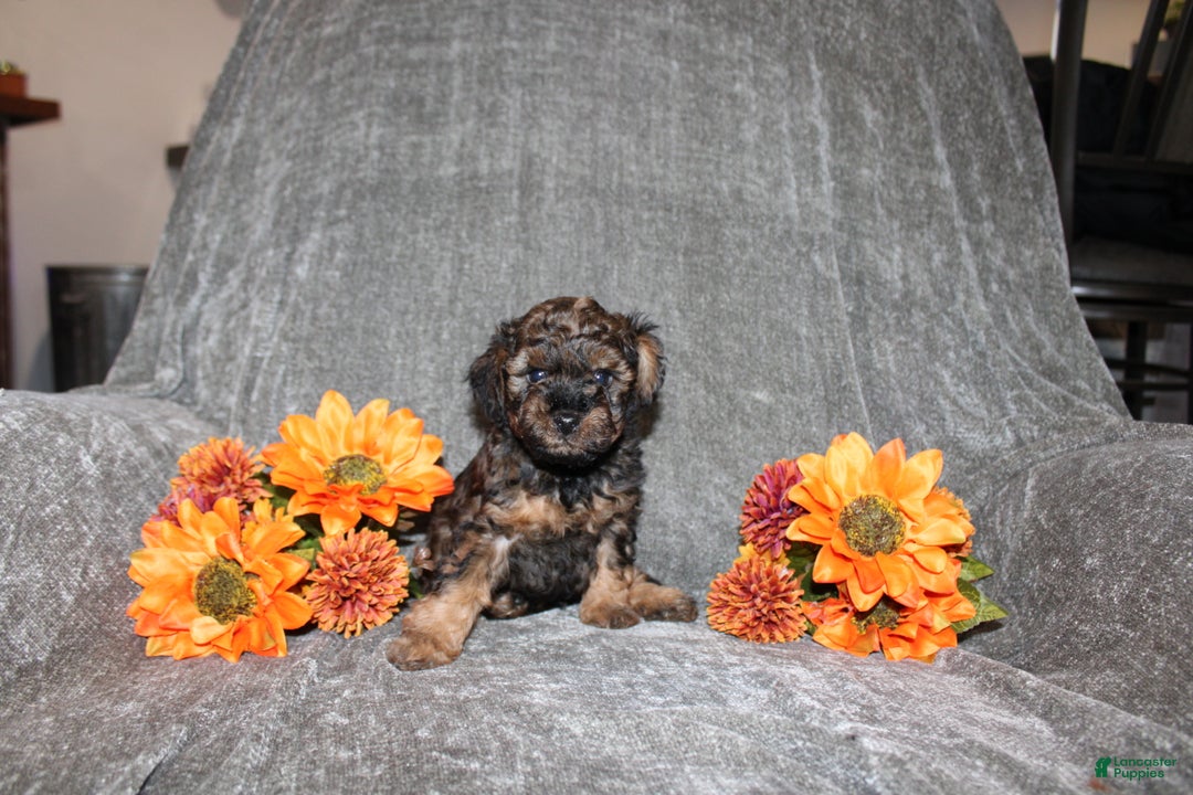 Yorkiepoo dogs for sale: Karter - Ad 2