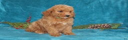 Mini Goldendoodle dogs for sale: Peace - Ad 4