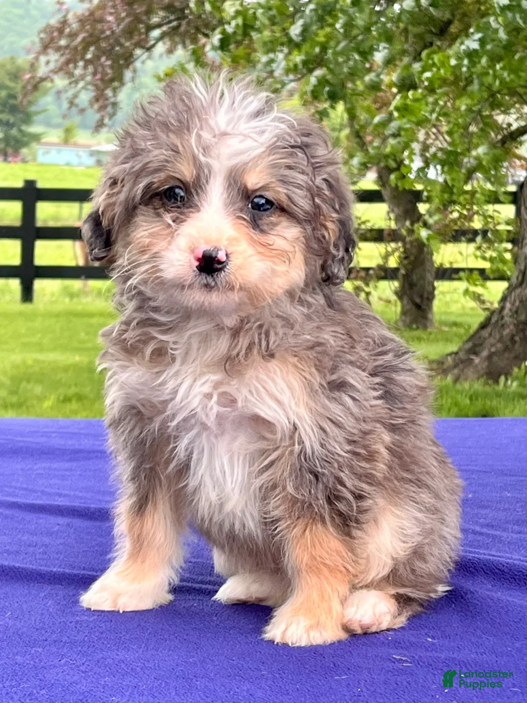 Bernedoodle dogs for sale: Nora - Ad 2