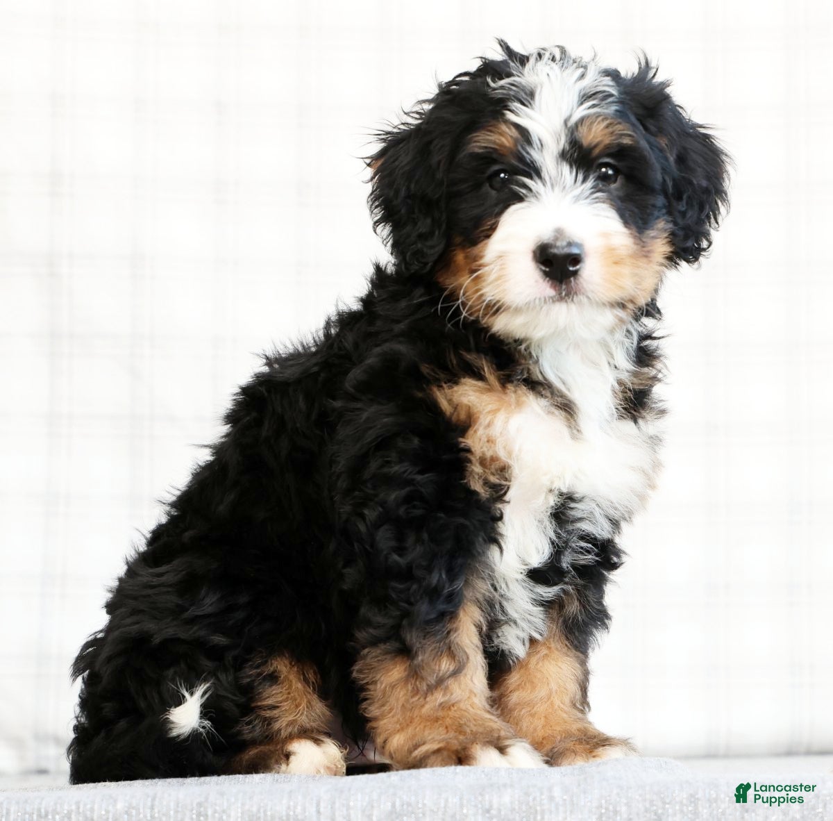 Mini Bernedoodle dogs Kody - Ad 2