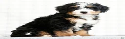 Mini Bernedoodle dogs for sale: Kody - Ad 2