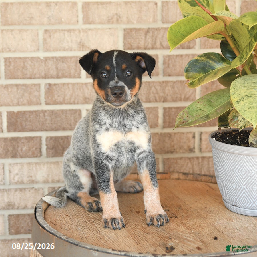 Australian Cattle Dog dogs Mater - Ad 1