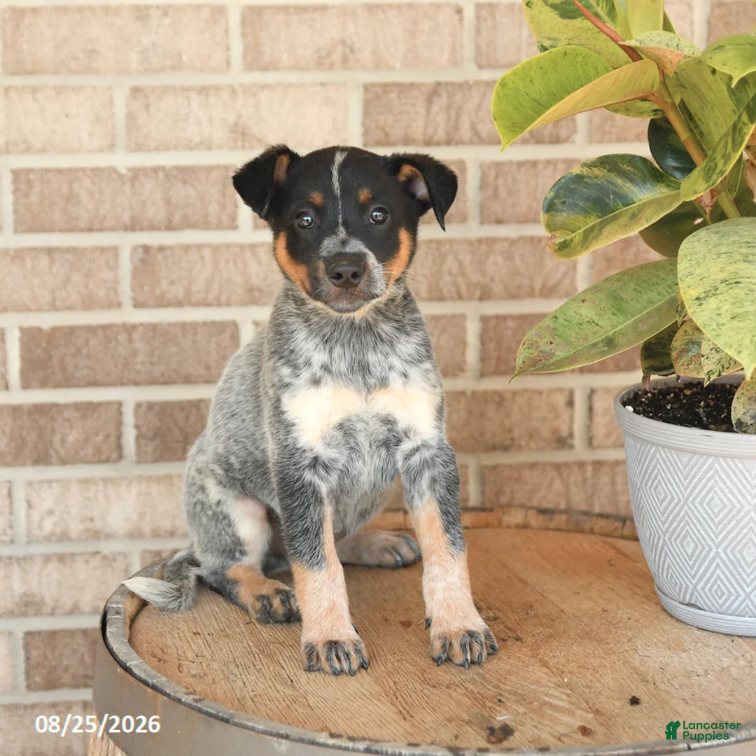 Australian Cattle Dog dogs for sale: Mater - Ad 1