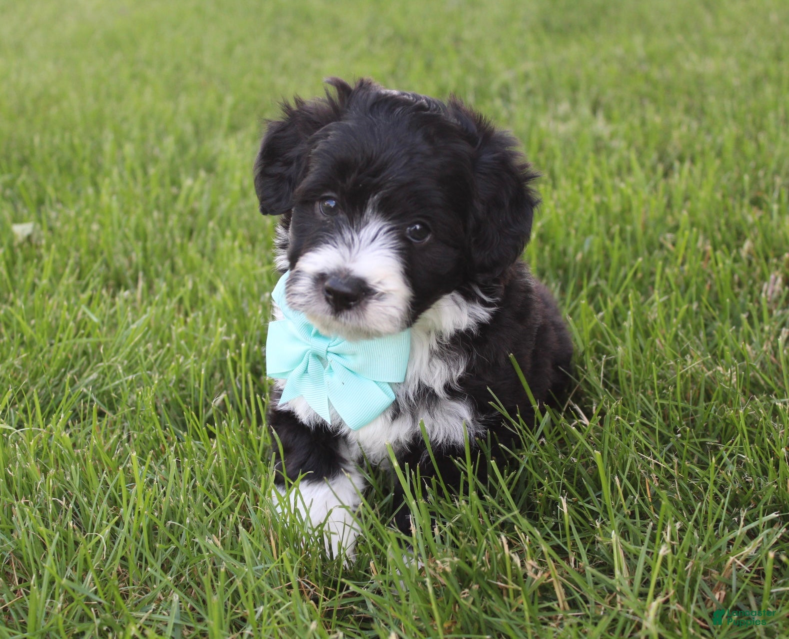 Mini Aussiedoodle dogs for sale: Jett 💎 - Ad 6