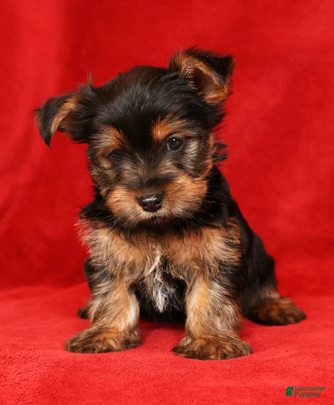 Yorkshire Terrier dogs for sale: Carmel - Ad 6