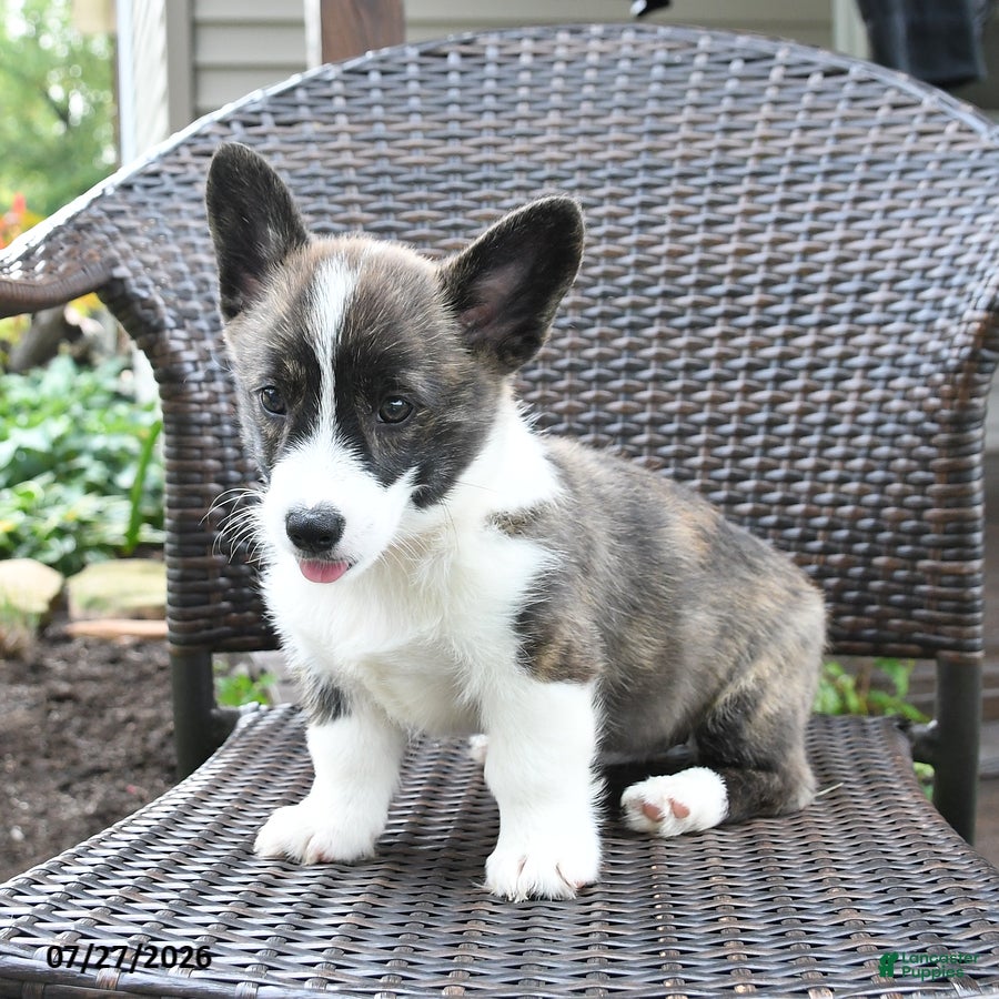 Welsh Corgi Pembroke dogs Pepsi - Ad 1