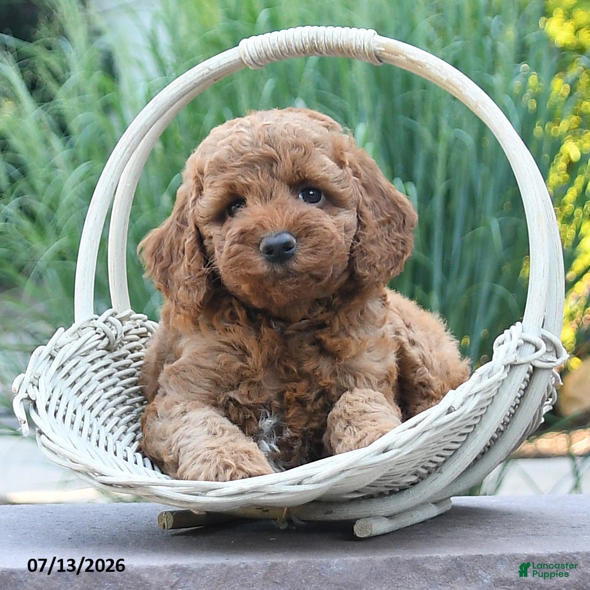 Cockapoo dogs Jade - Ad 1