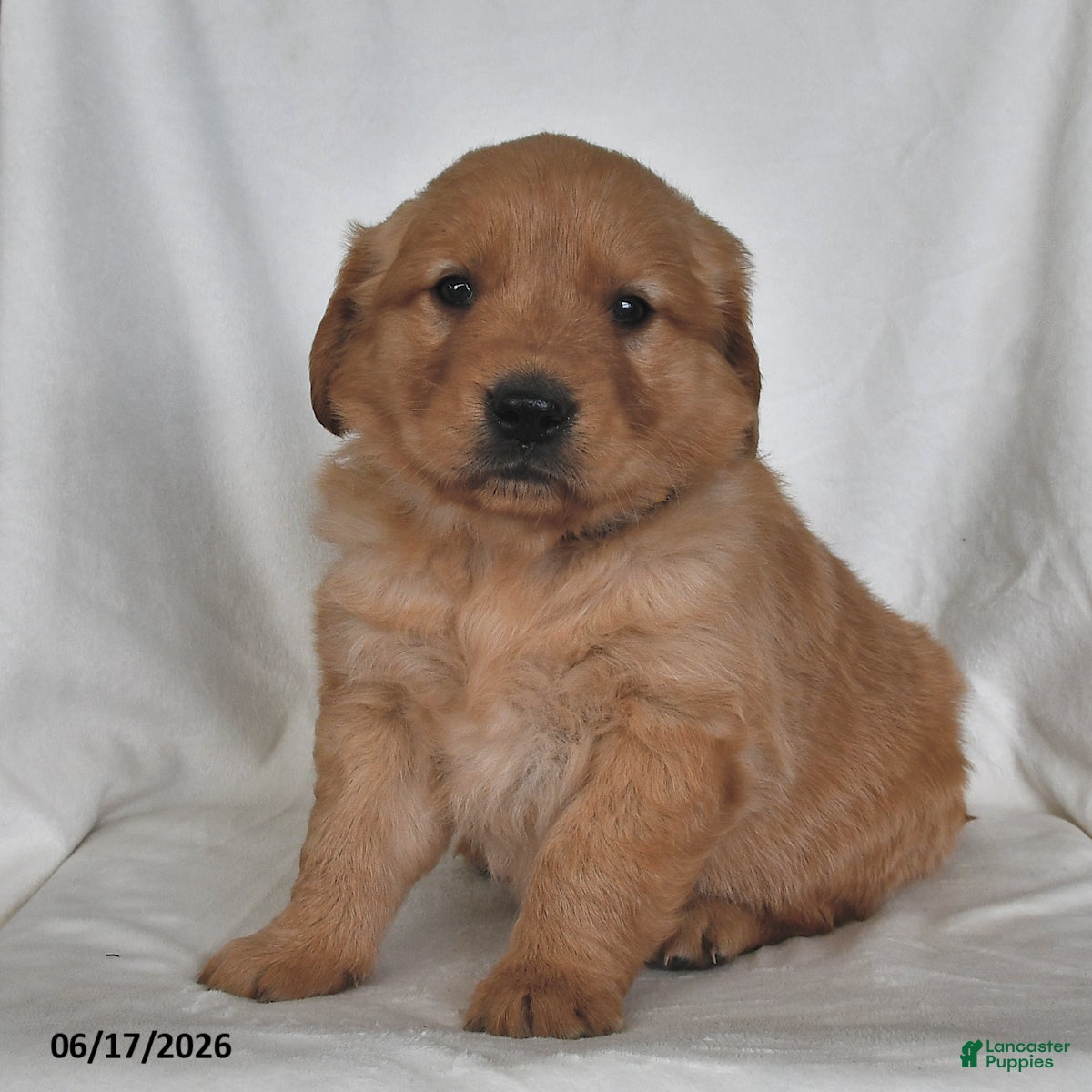 Golden Retriever dogs Milo - Ad 2