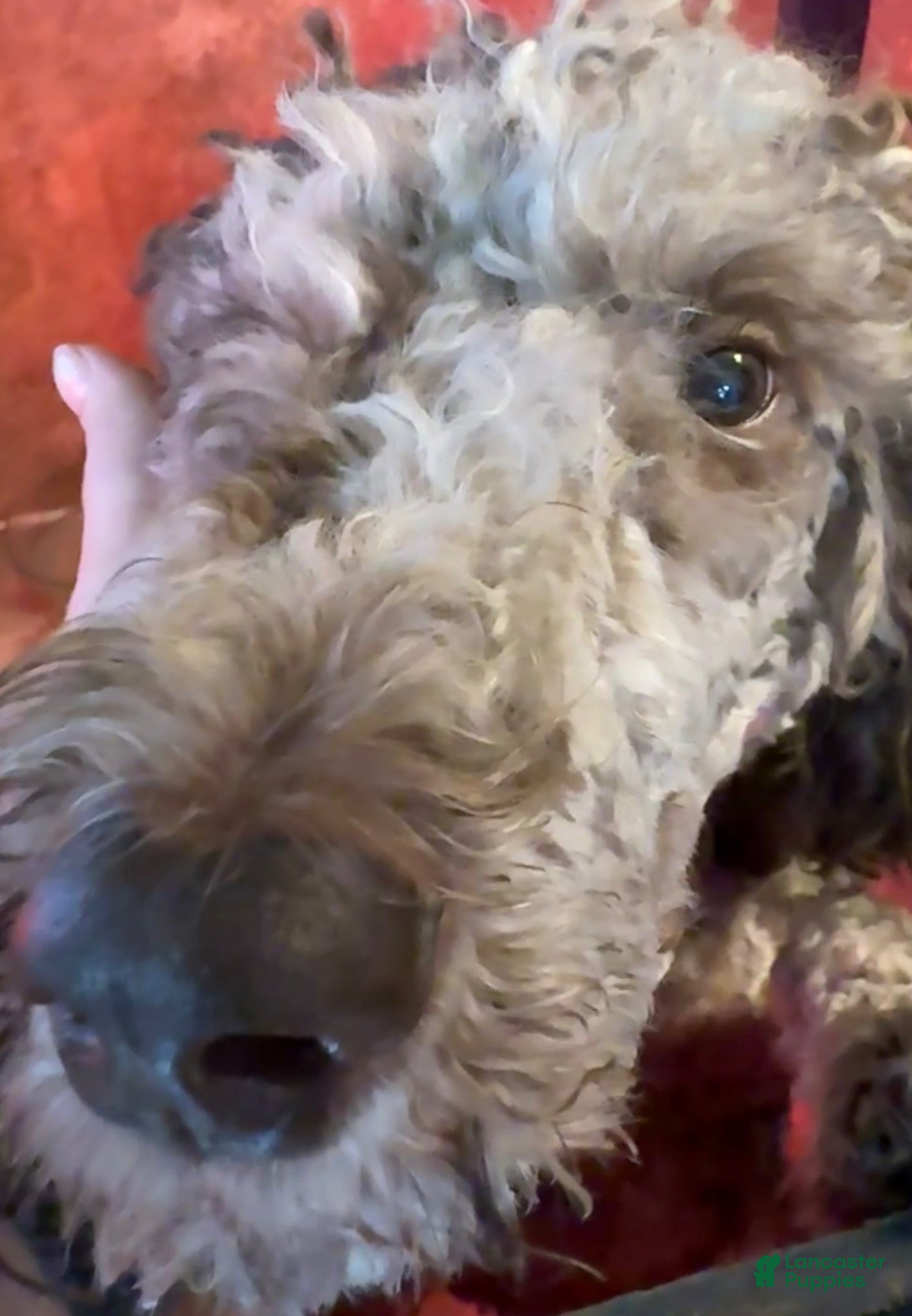 Standard Poodle dogs Standard Poodle Puppy 2 - Ad 2