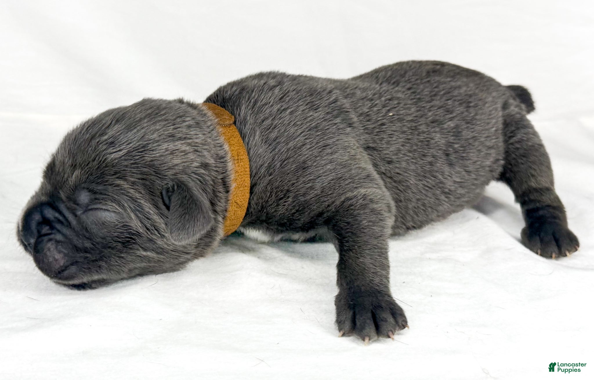 Cane Corso dogs Cane Corso Puppy 14 - Ad 1