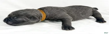 Cane Corso Puppy 14