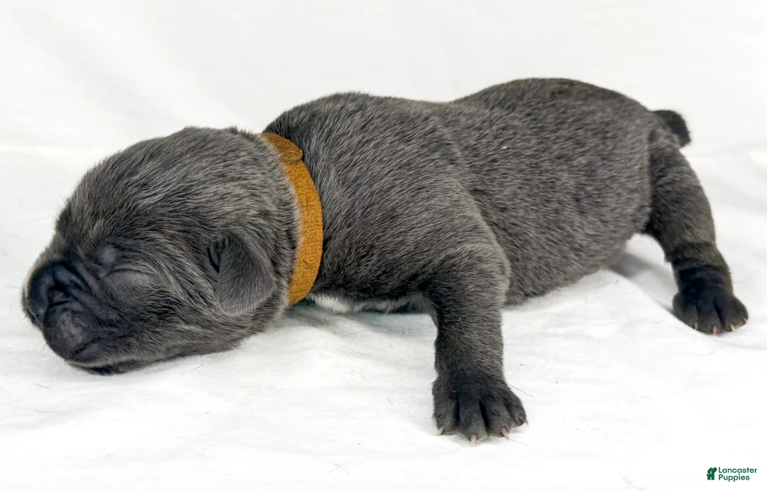 Cane Corso dogs for sale: Cane Corso Puppy 14 - Ad 1