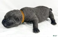 Cane Corso Puppy 14