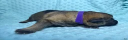 German Shepherd dogs for sale: Daisy - Ad 55