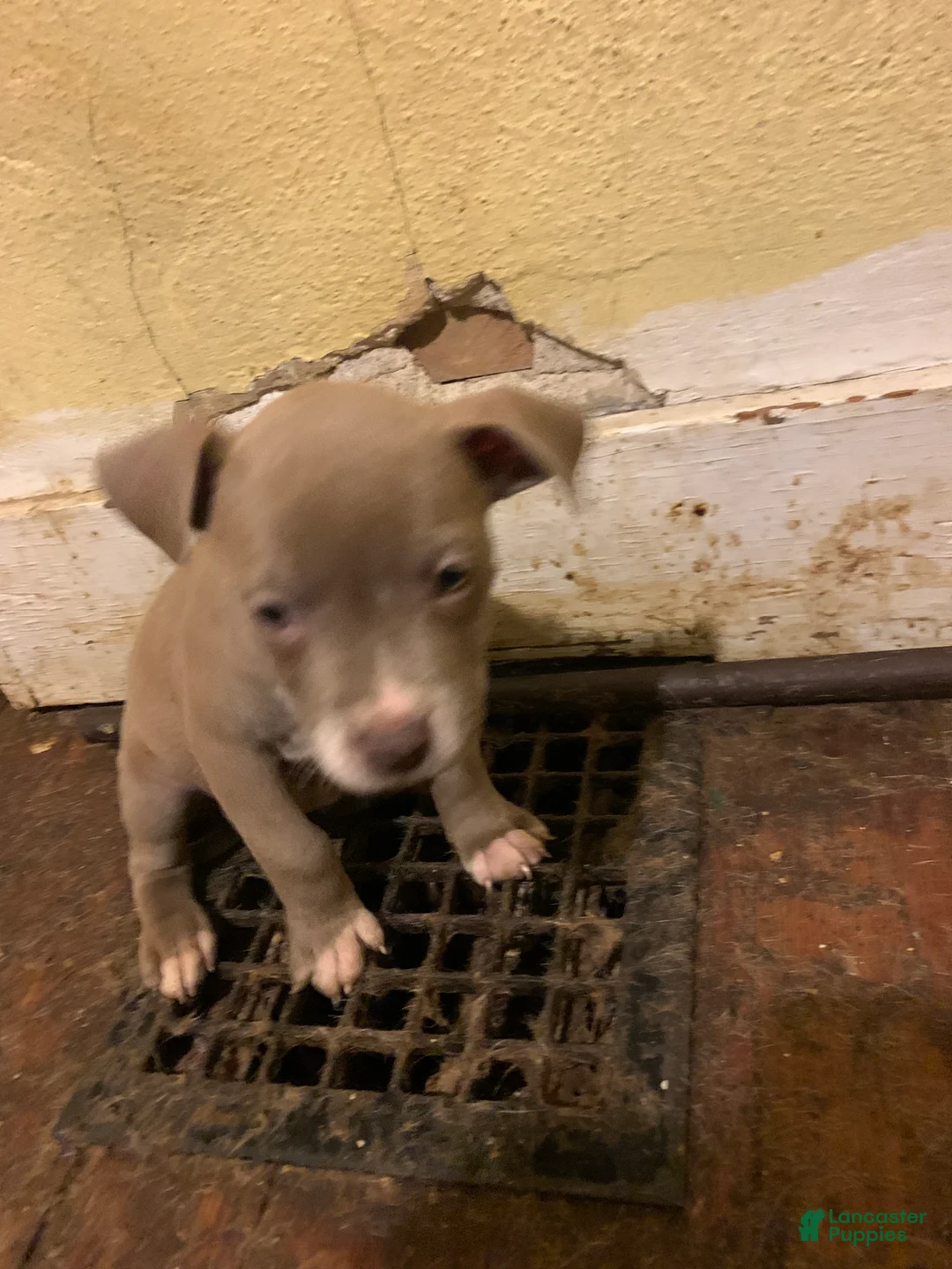 American Bully dogs for sale: American Bully Puppy 5 - Ad 1