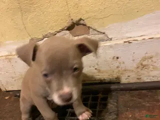 American Bully dogs American Bully Puppy 5 - Ad 39