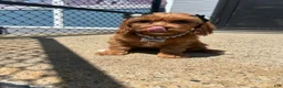 Cavapoo dogs for sale: Cavapoo 1 - Ad 4