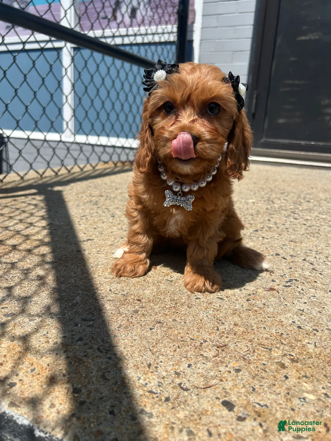 Cavapoo dogs for sale: Cavapoo 1 - Ad 4
