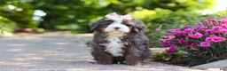 Mini Bernedoodle dogs for sale: Sophie - Ad 6