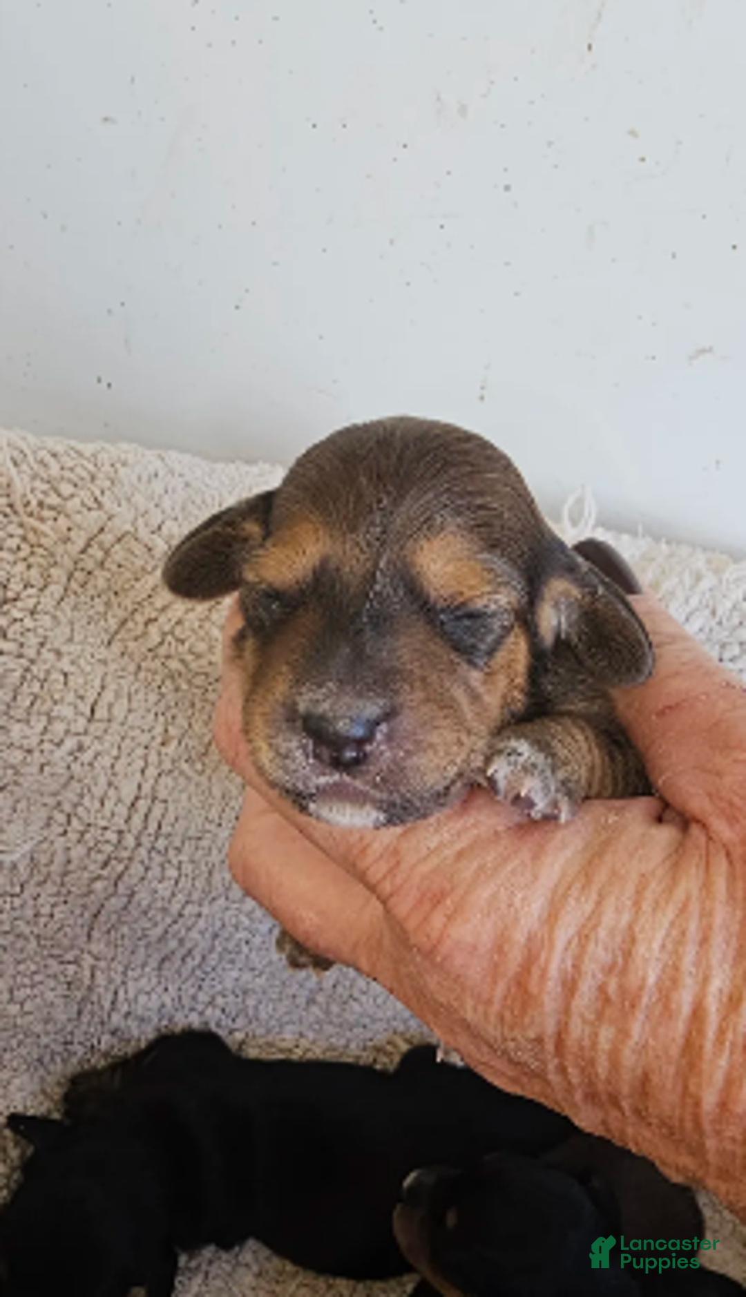 Miniature Dachshund dogs for sale: Duce Long haired - Ad 3