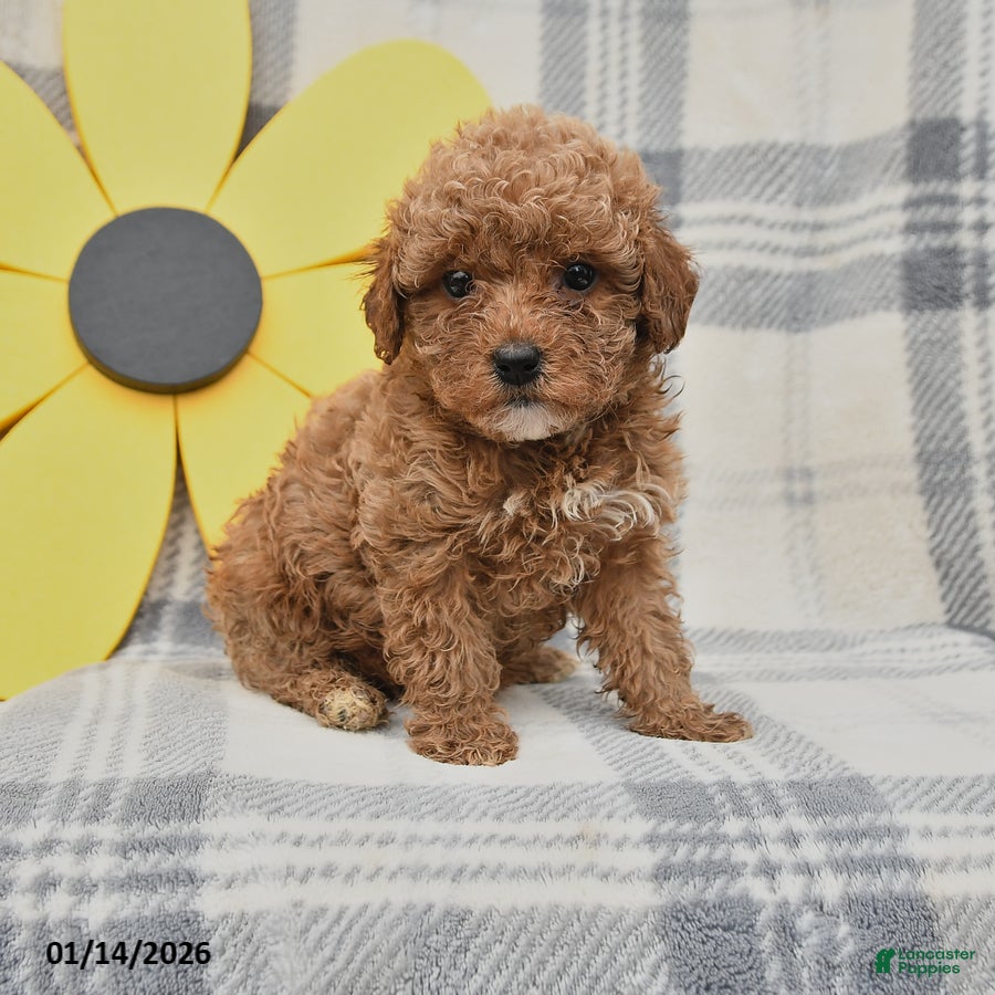 Miniature Poodle dogs Jesse - Ad 24