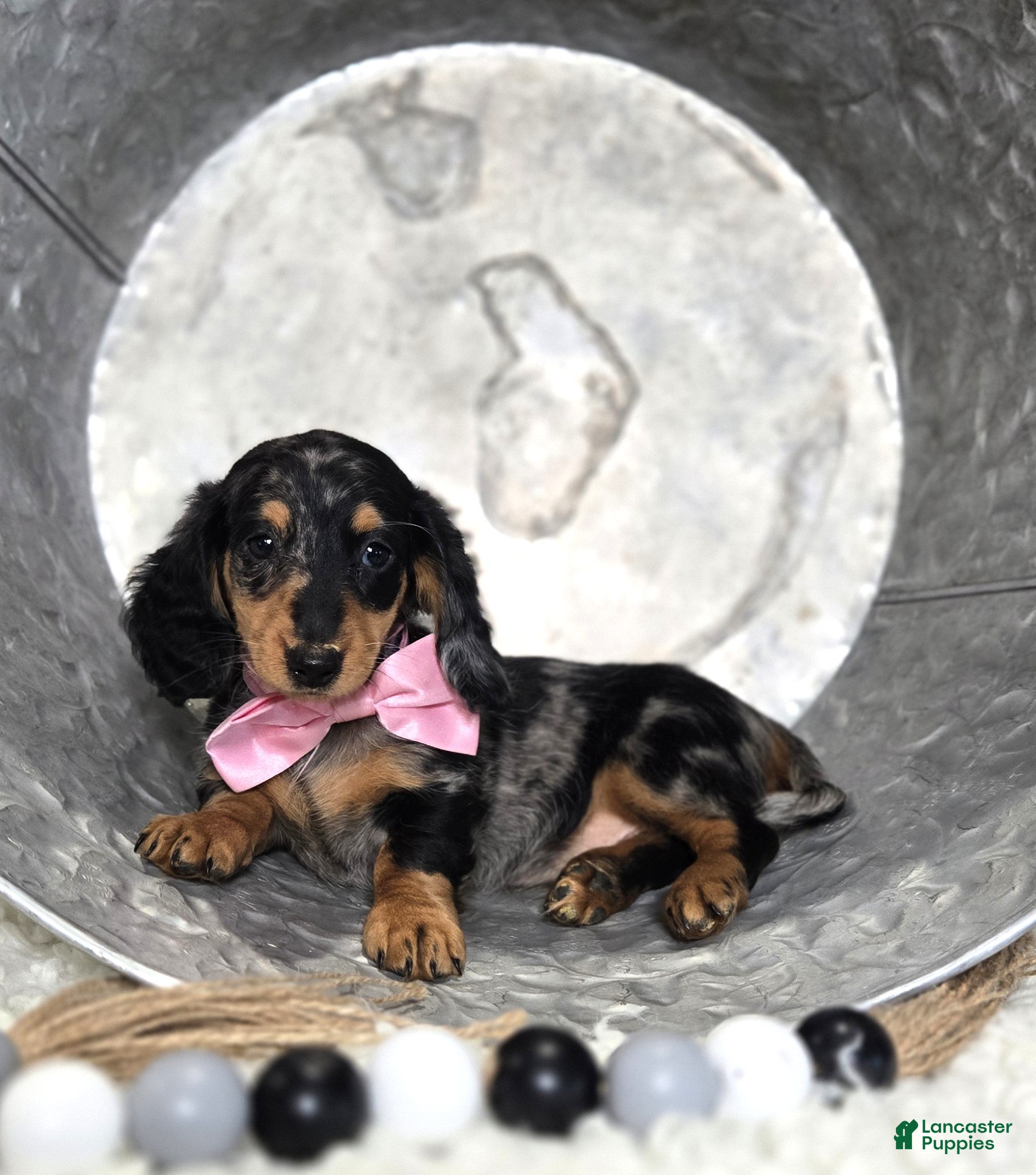 Miniature Dachshund dogs Crystal - Ad 2