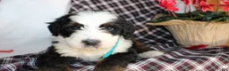 Bernedoodle dogs for sale: Shotgun - Ad 6