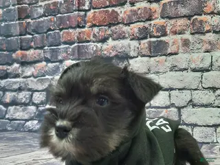 Miniature Schnauzer dogs AKC Hot Rod - Ad 6