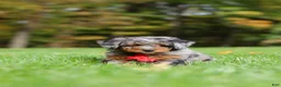 Mini Bernedoodle dogs for sale: Kelce - Ad 7