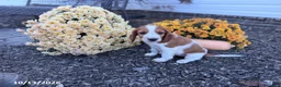 Welsh Springer Spaniel dogs for sale: Lemon - Ad 11