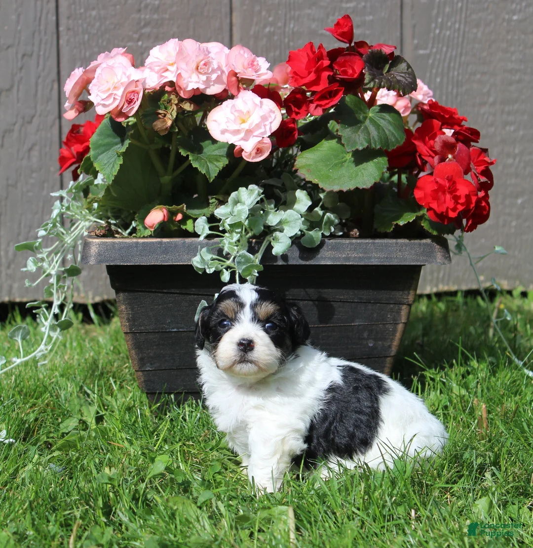 Shihpoo dogs for sale: Shihpoo *Belle* - Ad 1