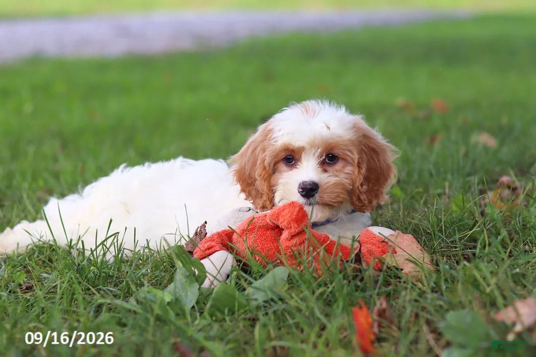 Cavapoochon dogs for sale: Brady - Ad 1