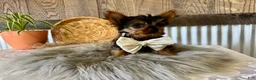 Yorkshire Terrier dogs for sale: Trey - Ad 5