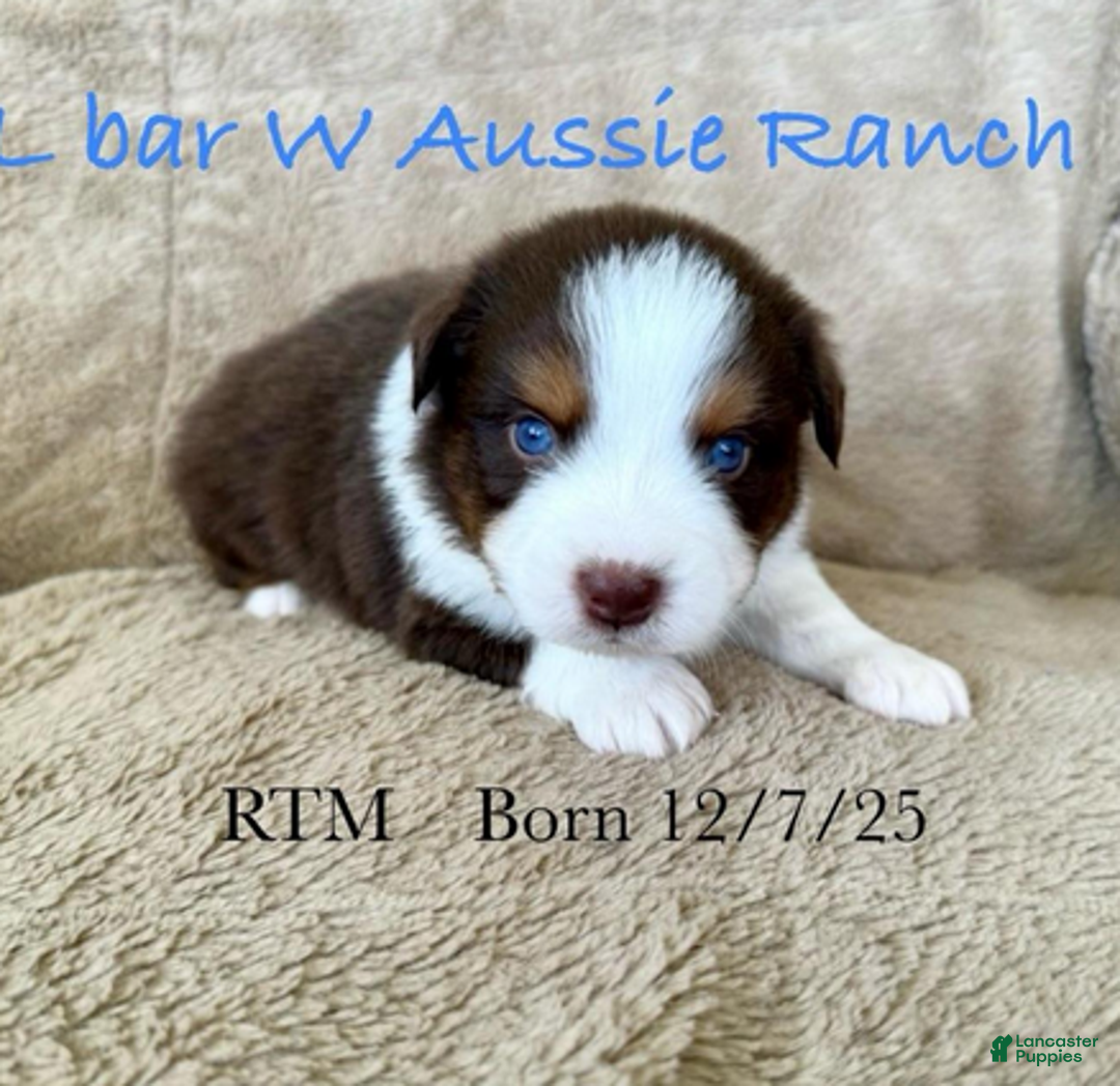 Miniature Australian Shepherd dogs for sale: Uncle Dan - Ad 1