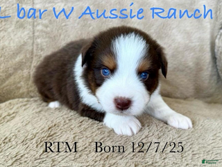 Miniature Australian Shepherd dogs Uncle Dan - Ad 3