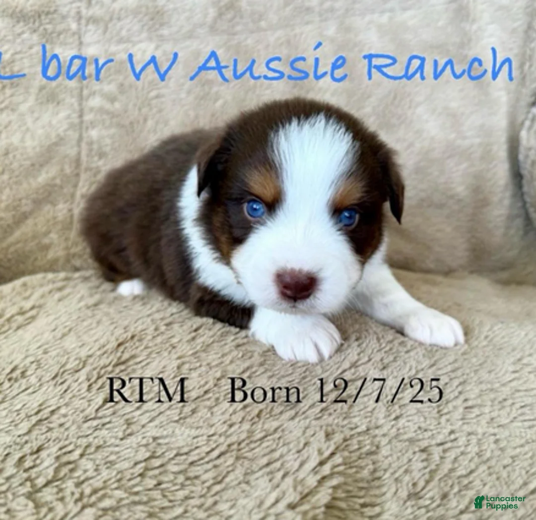 Miniature Australian Shepherd dogs for sale: Uncle Dan - Ad 1