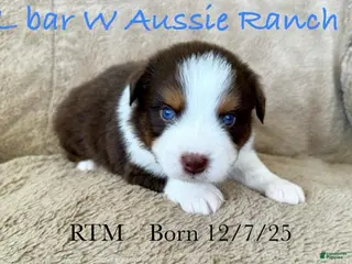Miniature Australian Shepherd dogs Uncle Dan - Ad 4