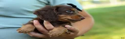 Miniature Dachshund dogs for sale: MAX - Ad 8