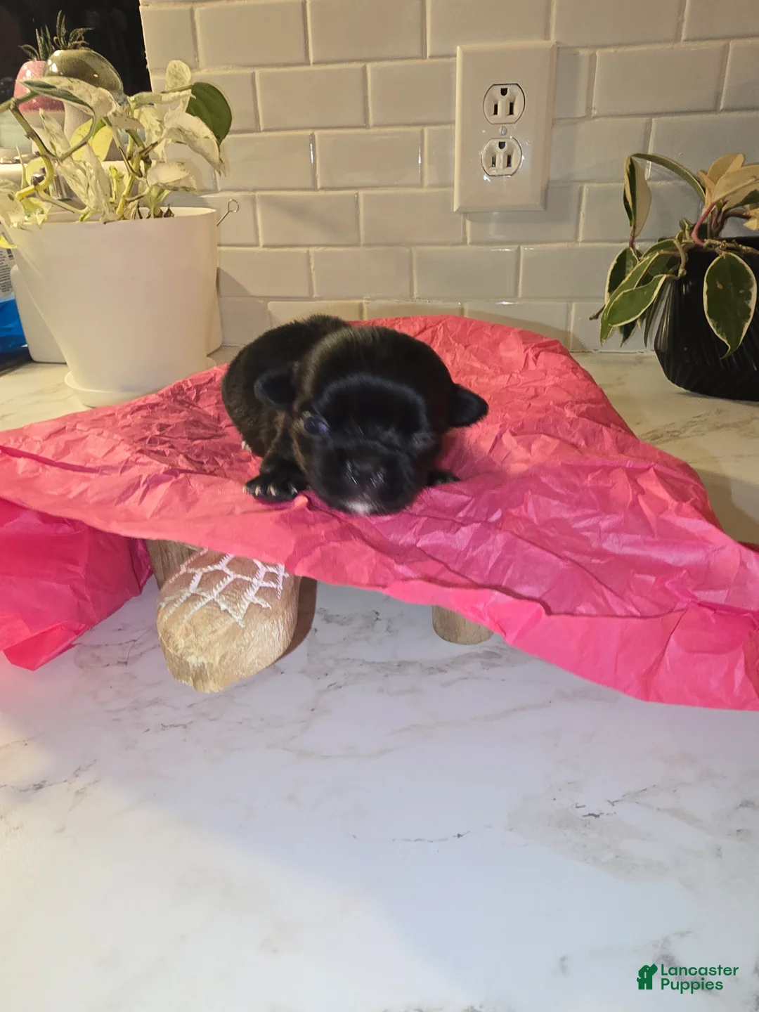 Chihuahua dogs for sale: lady - Ad 5