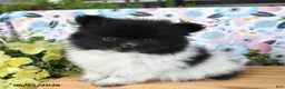 Pomeranian dogs for sale: Cheesy - Ad 3