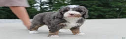 Mini Bernedoodle dogs for sale: Archie  - Ad 4