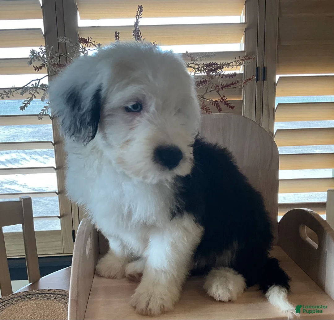 Old English Sheepdog dogs for sale: Old English Sheepdog Puppy 1 - Ad 2