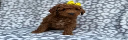 Cockapoo dogs for sale: Bailey - Ad 2