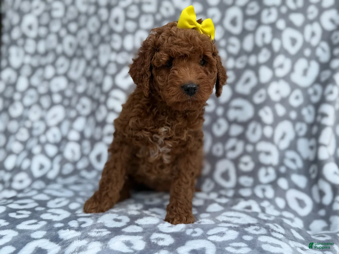 Cockapoo dogs for sale: Bailey - Ad 2
