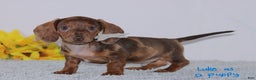 Miniature Dachshund dogs for sale: Luke - Ad 3